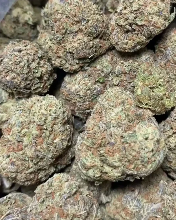 BUBBLEGUM 🍬 (CANDY)