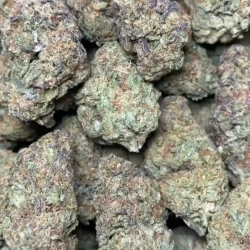 PAPAYA 🥭 (GREAT COLOR)