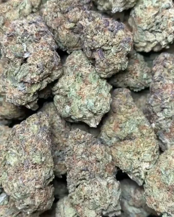 PAPAYA 🥭 (GREAT COLOR)