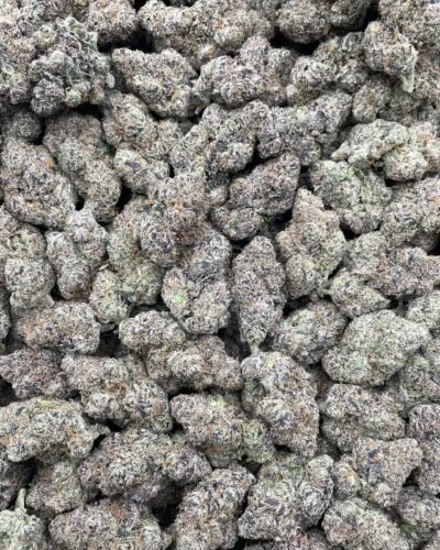 #169A Himalayan Bubblegum 🍭