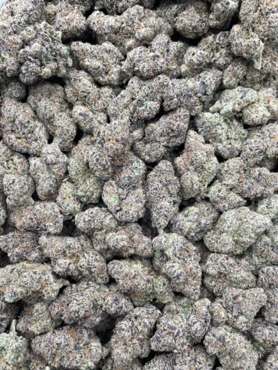 #169A Himalayan Bubblegum 🍭